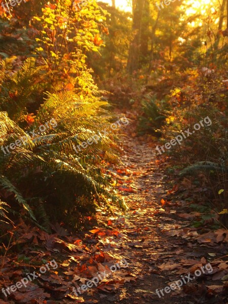 Fall Autumn Leaves Sunset Ferns