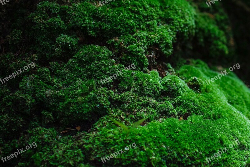 Moss Green Natural Stone Forest