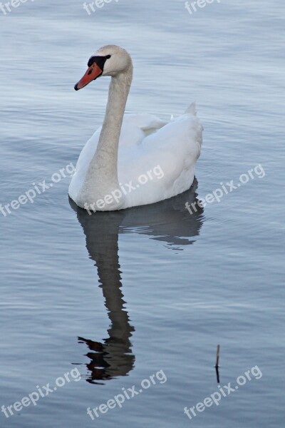 Mute Swan Swan Vattenfågel Free Photos