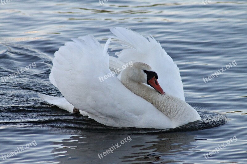 Mute Swan Swan Vattenfågel Free Photos