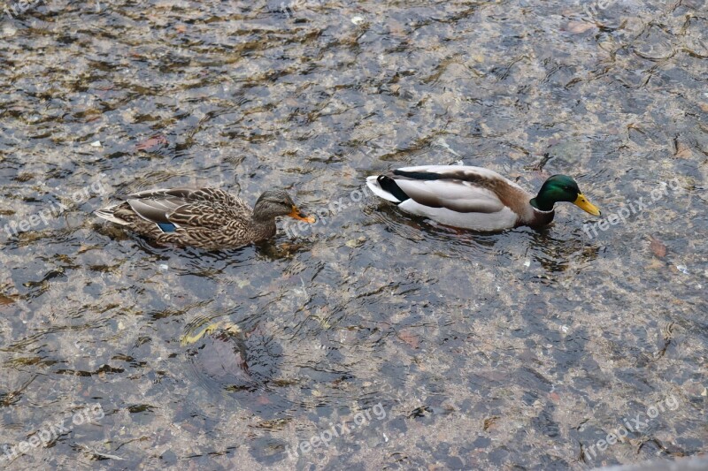 Duck River The Couple Couples Couple