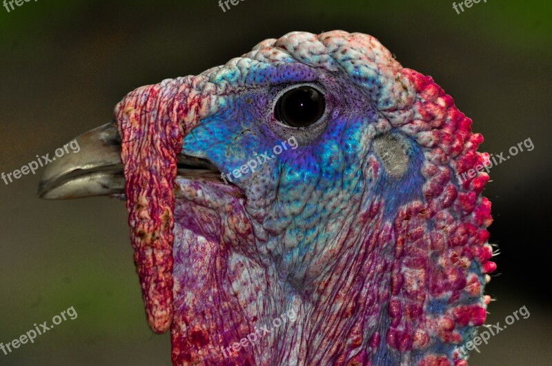 Turkey Animals Bird Nature Macro