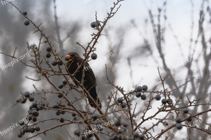 Blackbird Aesthetic Eat Berry Nature