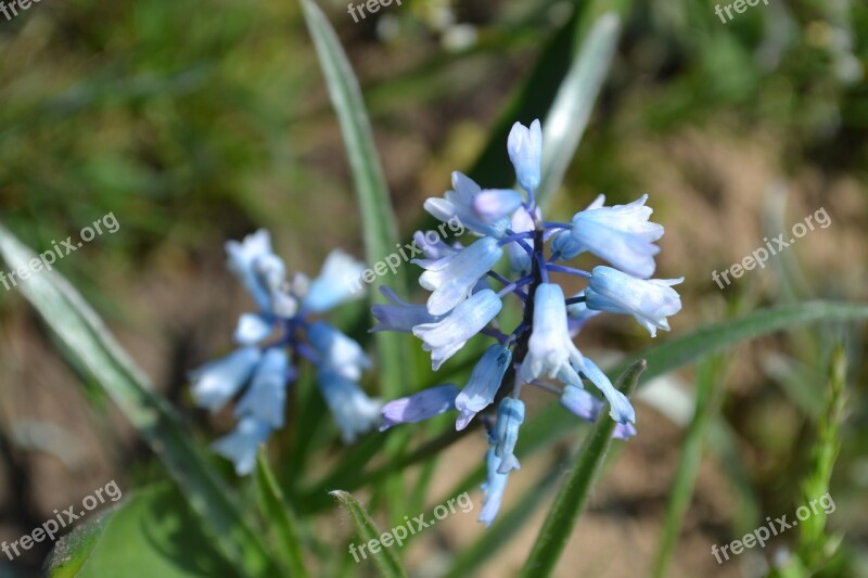 Spring Flowers Flora Blue Botanica