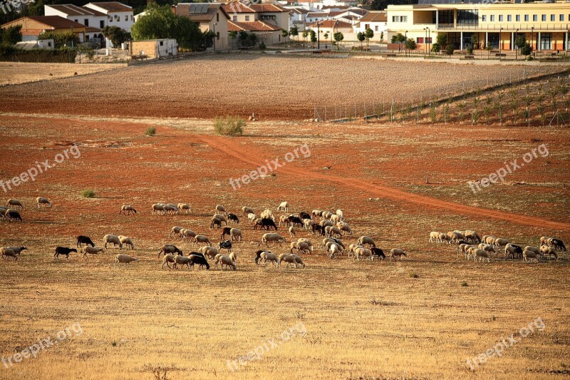 Sheep Sheepfold Farm Wool Animal