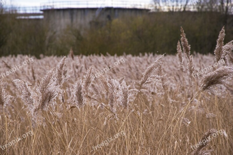 Reed Bed Bull Rushes Water Canal Stockers Lake