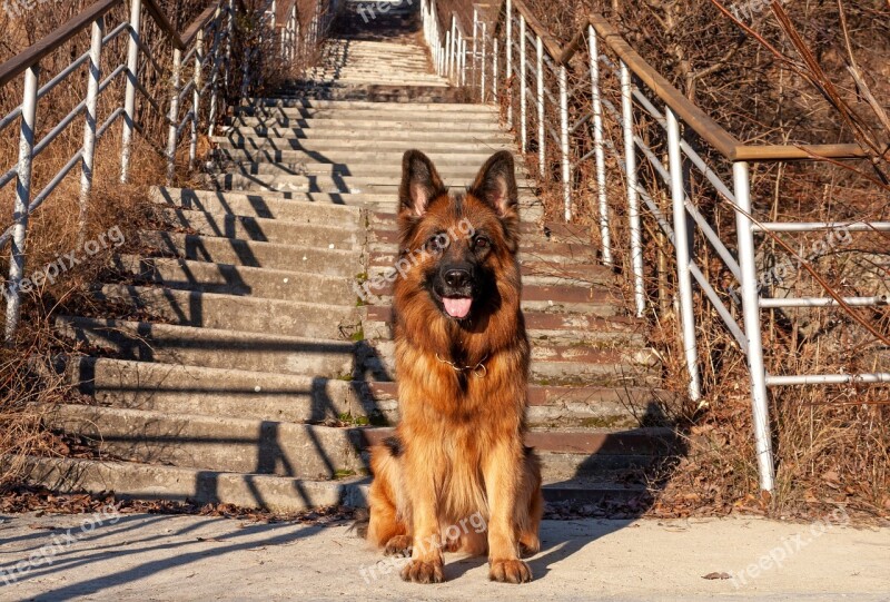 Dog German Shepherd Shepherd Each Animal