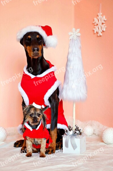 Doberman Yorkshire Terrier Dogs Santa Claus Friendship