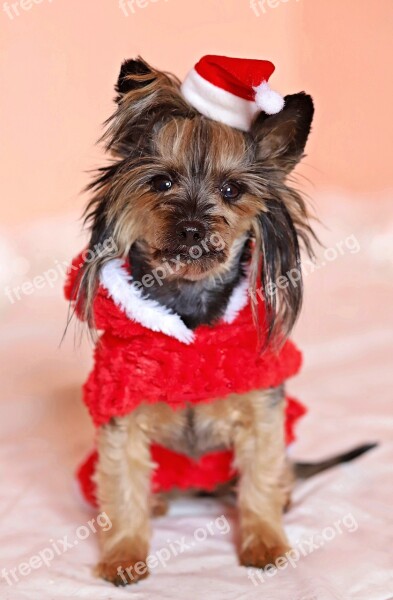 Yorkshire Terrier Dog Santa Claus Cute Cap