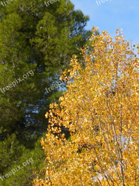 Pine Poplar Green And Yellow Autumn Contrast