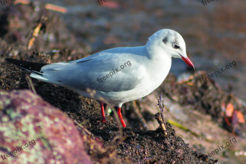 Dankasirály Seagull Water Bird Hunting Winged Water