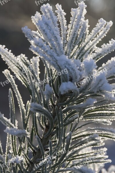 Hoarfrost Winter Cold Nature Winter Magic