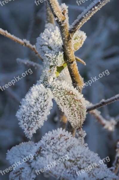 Snow Hoarfrost Winter Crystals Icy