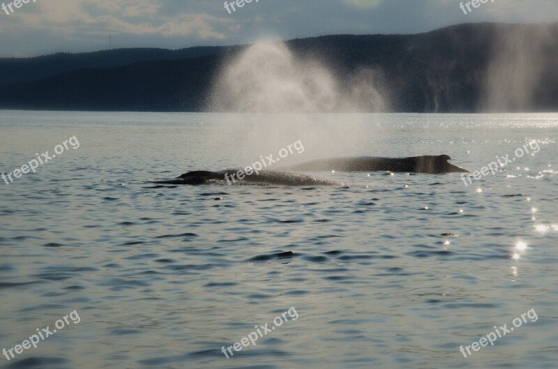 Whale Mountain Sky Nature Blue