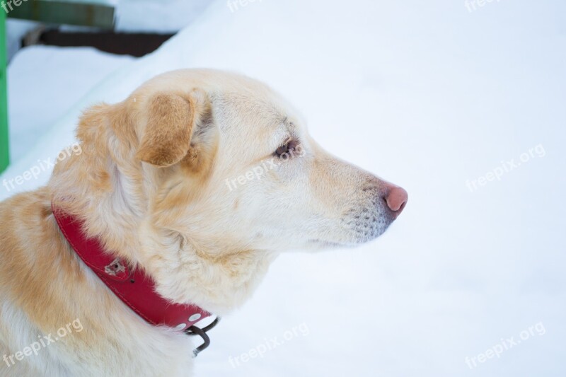 Dog Labrador Winter Cold Snow