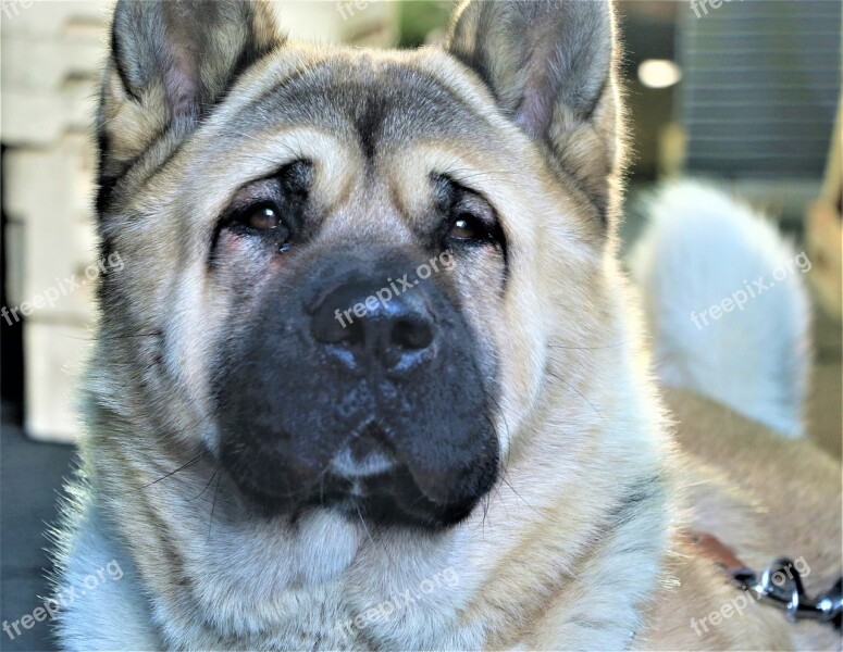 Dog Face Canine Akita Pet