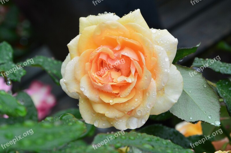 Flower Flowers Pink Rosebush Green Foliage