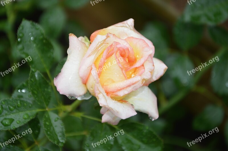 Flower Flowers Pink Rosebush Green Foliage