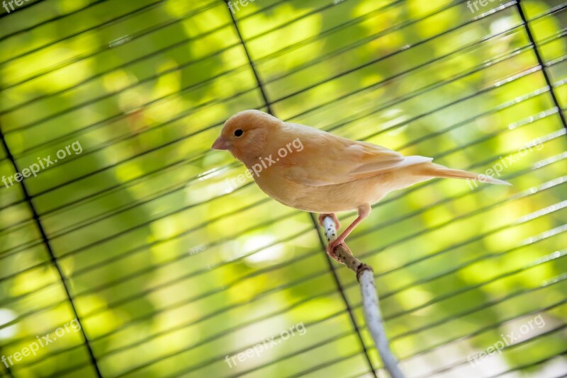 Bird Canary Animal Parakeet Free Photos