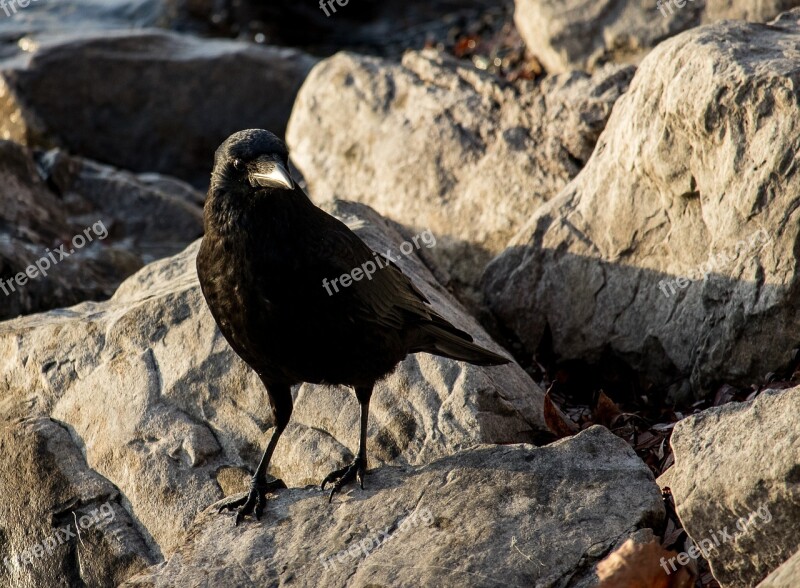 Common Raven Raven Crow Black Bird