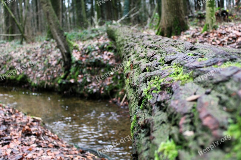 Log Bach Moss Water Wood