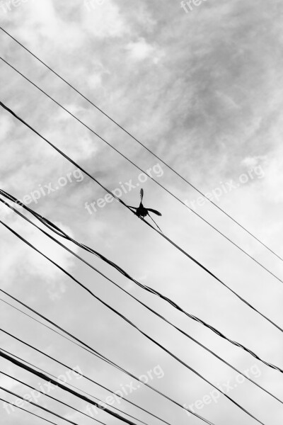 Bird Ceu Nature Flight Clouds