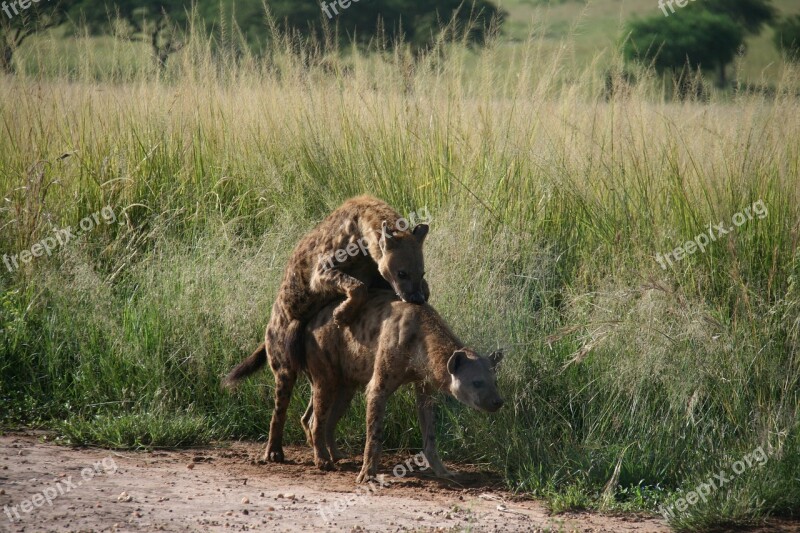 Hyena Africa Pairing Safari Predator