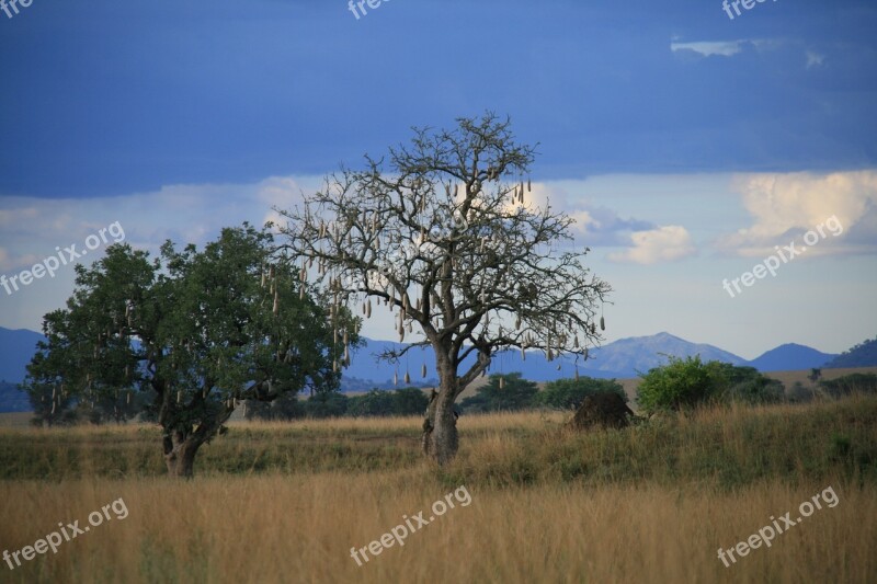 Sausage Tree Uganda Nature Africa Safari