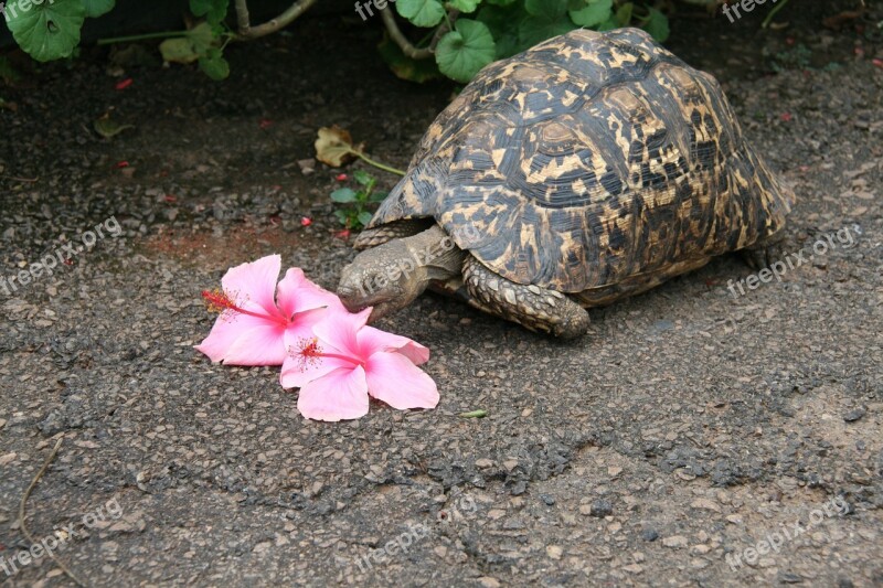 Turtle Tortoise Flower Eater Tortoise Shell Armored