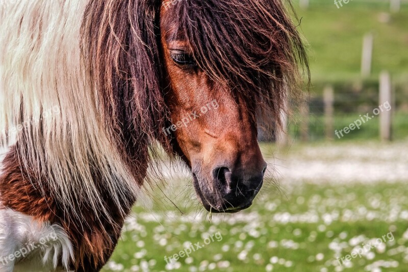 Pony Shetland Shetland Pony Horse Field