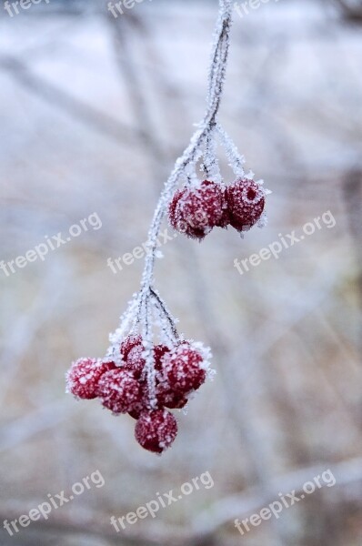 Winter Nature Frost Icy Iced