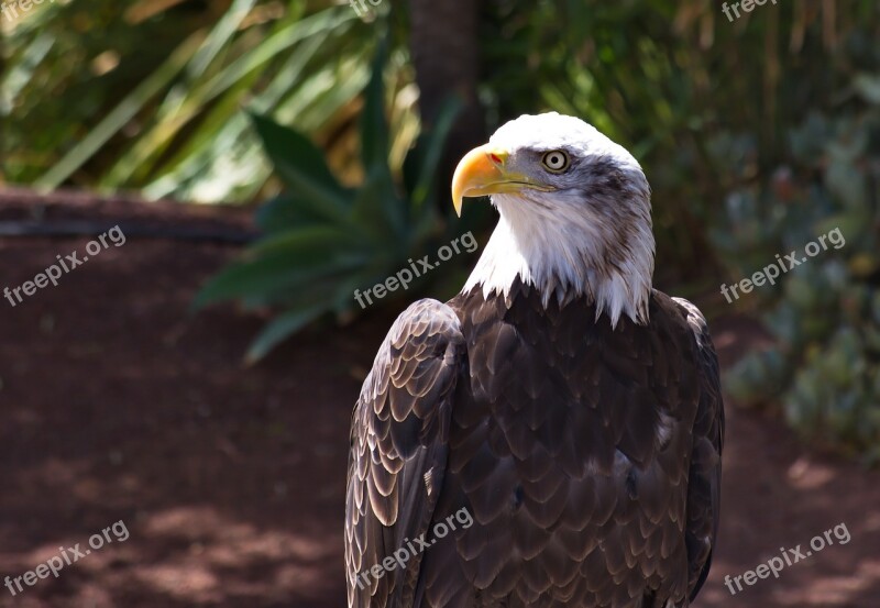 Eagle White-tailed Eagle Bird Majestic Beak