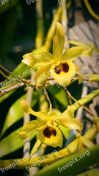 Yellow Chan Yellow Orchid Flowers Flower