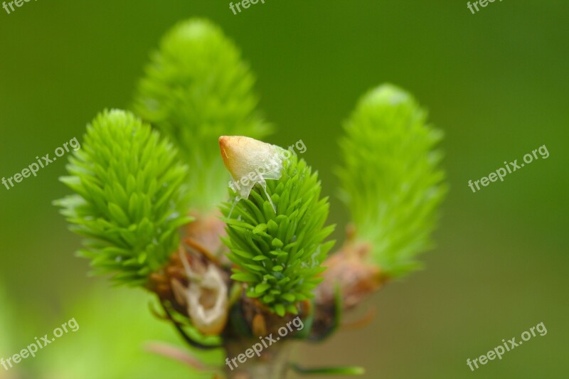 Pin Nature Macro Conifers Plant