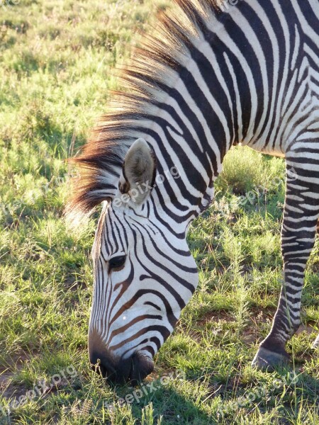 Hartmann's Zebra Mountain Zebra Africa Stripes