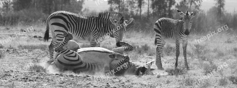 Zebra Hartmann's Mountain Zebra Nature Animal World