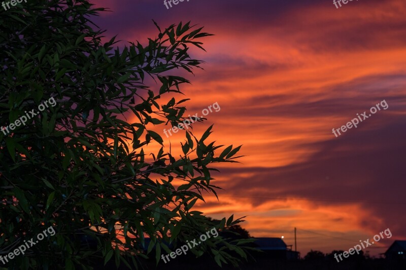 Vibrant Sunset Leaves Evening Breeze