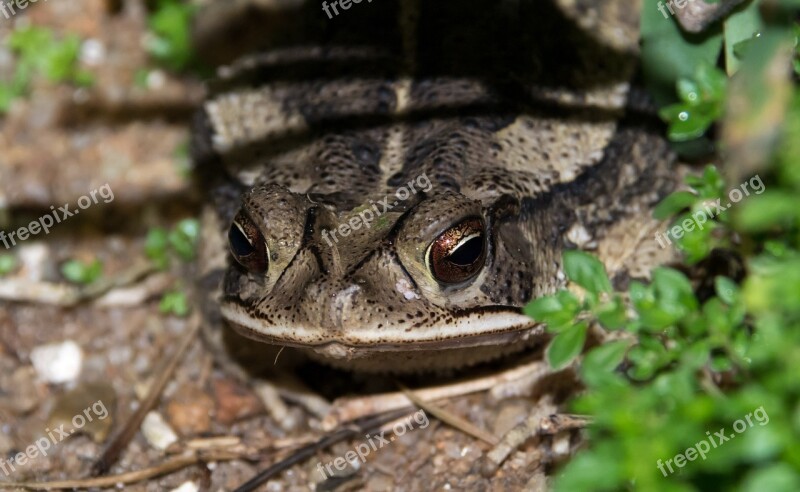 Frog Face Close-up Terrifying Crouching