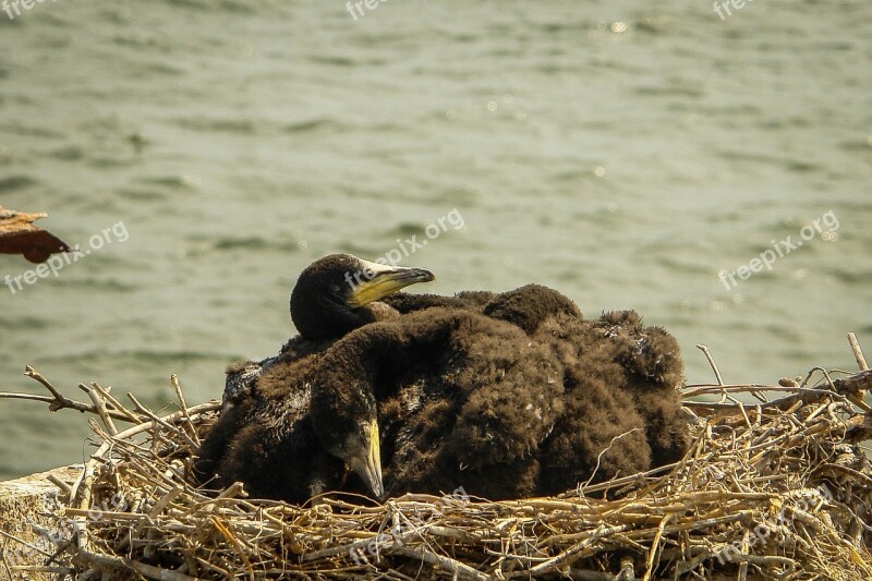 Sea Ship Costinesti Water Birds