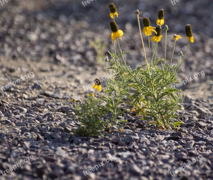 Gravel Yellow Flower Desert Flower Drought Tolerant Plant