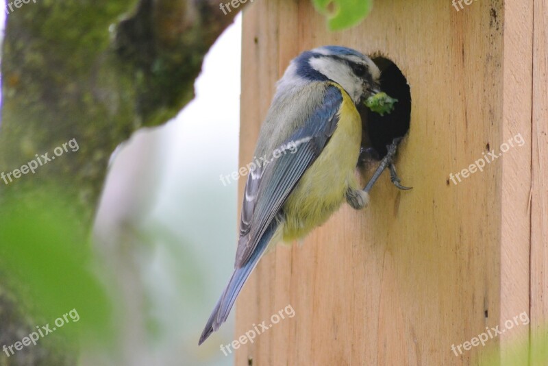 Animal World Tit Garden Feed Caterpillar