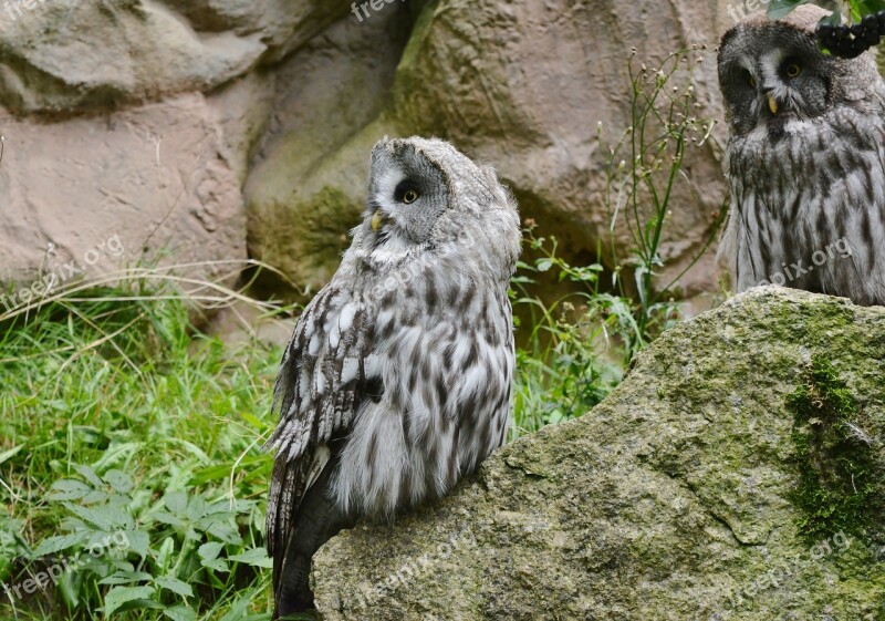 Animal World Nature Bird Of Prey Owl Free Photos