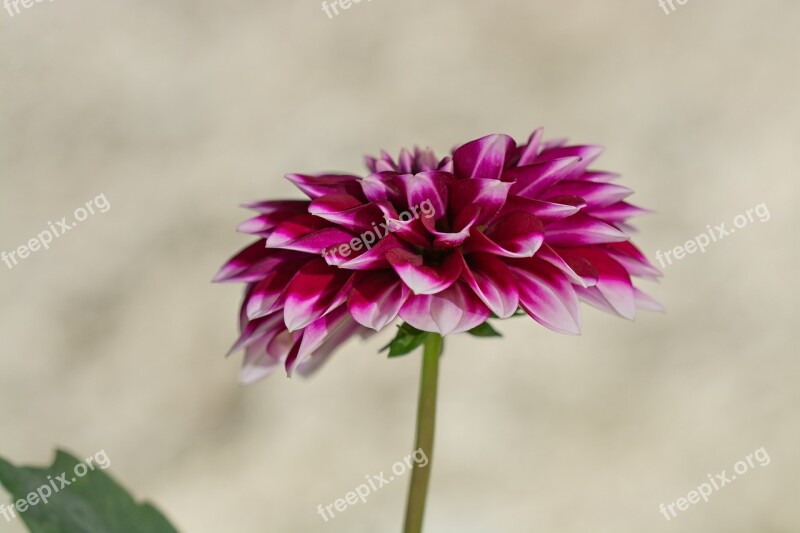 Dahlia Flower Blossom Bloom Pink