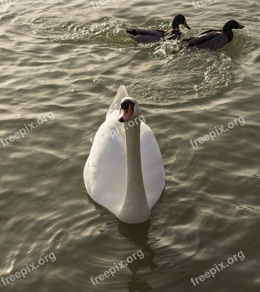 Swan Cam White Wild Ducks Teal