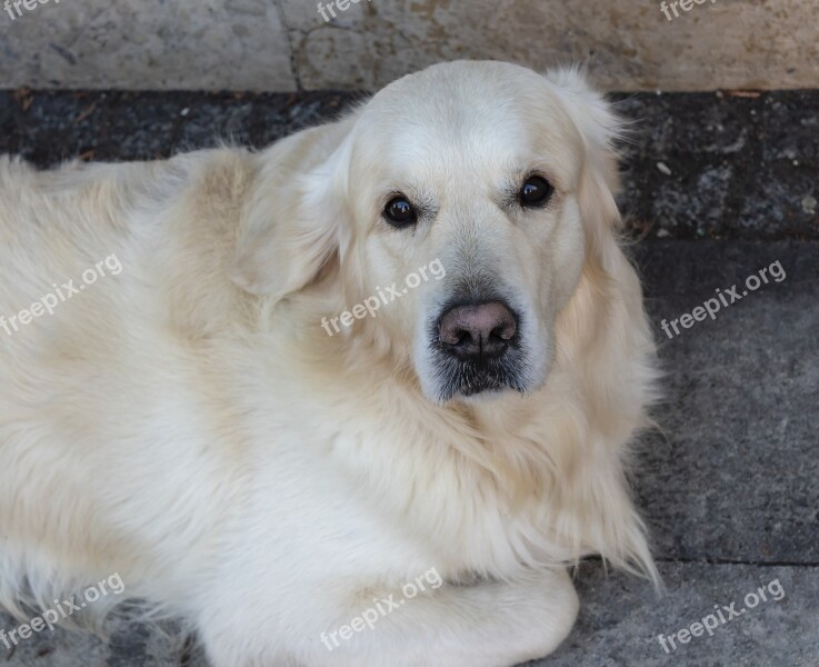 Dog Eb Golden Retriever Pets Animal