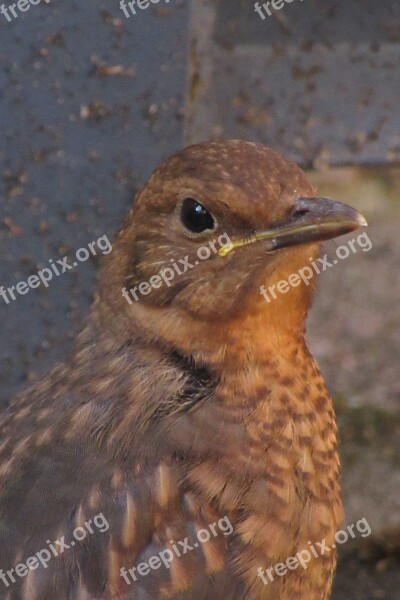 Bird Blackbird Young Alert Eye