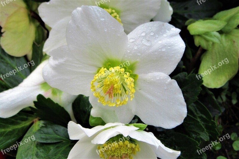 Christmas Rose Drops Bloom Winter Vegetable