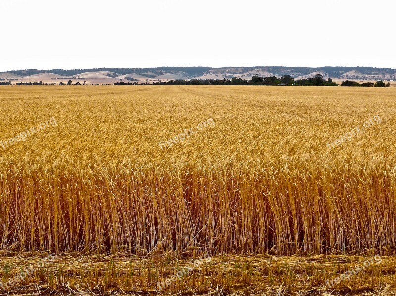 Wheat Crop Agriculture Harvest Farmland