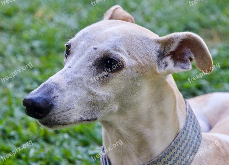 Whippet Face Gentle Alert Ears