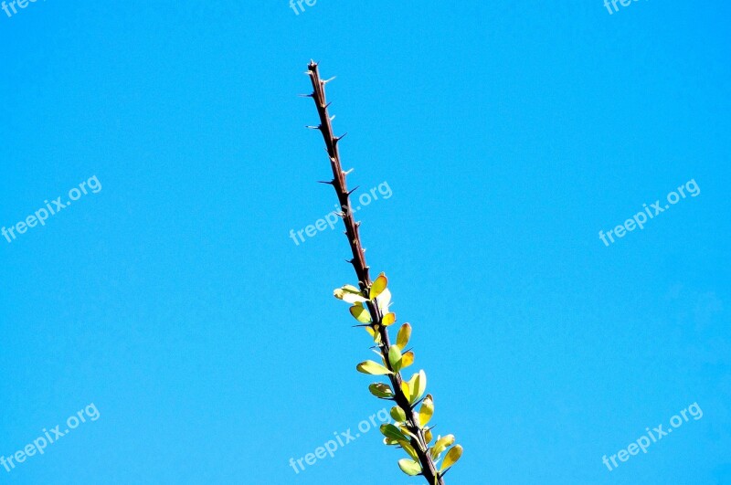 Ocotillo At City Of Rocks Ocotillo Thorns Sky Nature